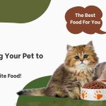 Trouble Getting Your Pet to Eat? Discover Their Favorite Food!